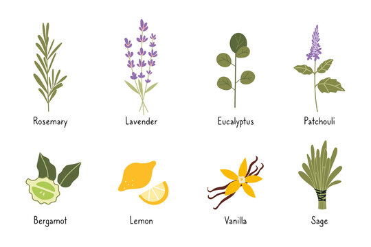 Set of popular essential oil plants, cartoon style. Concept of nature aromatherapy. Trendy modern vector illustration isolated on white background, hand drawn
