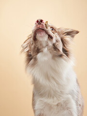 Happy dog , expressive marble Border Collie. funny pet in studio 