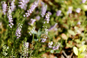 Close-up of heather flowers. Blooming common heather (Calluna vulgaris) in Sobibor Landscape Park, Poland, Europe.