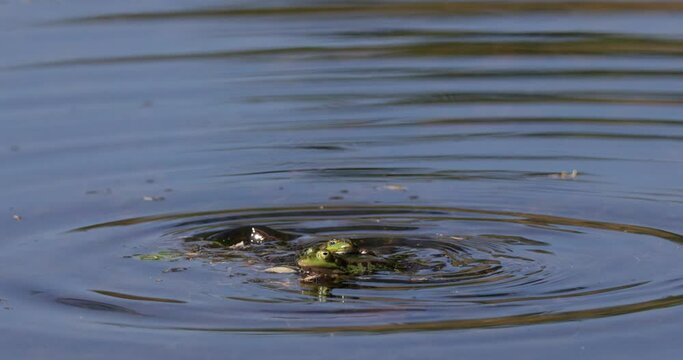 mating frogs (Pelophylax esculentus) at a pond