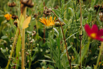 Yellow calendula flower on a blurred background of green grass. Flower in bloom. Summer background.