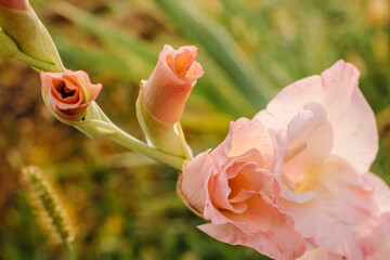 Buds of pink flowering gladiolus. Pink gladiolus on a blurred background of green grass - obrazy, fototapety, plakaty