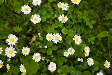 Wildflowers Chamomile top view,  close up