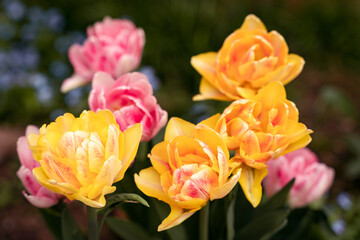 Yellow and pink blooming tulips in the garden closeup, forget-me-not blue flowers in the bg