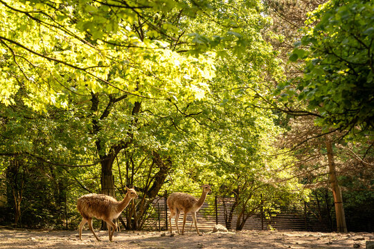 Lama vicugna, vicuna pair in ZOO Liberec, Czech Republic