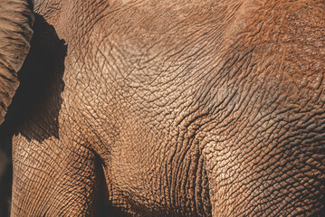Closeup of smooth and wrinkled leather like texture of wild animal elephant while roaming and...