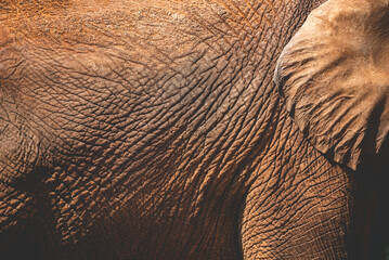 Closeup of smooth and wrinkled leather like texture of wild animal elephant while roaming and moving freely