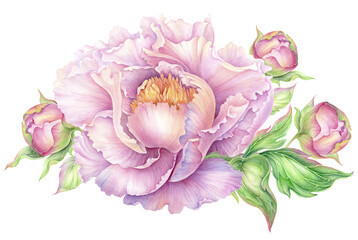 Pink Peony flower isolated on white background, botanic realistic watercolor hand drawn delicate romantic floral illustration