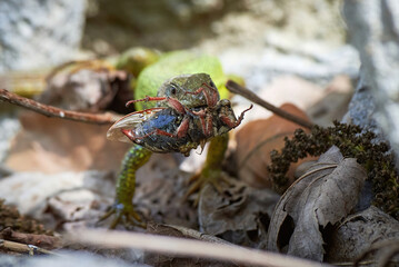 European green lizard (Lacerta viridis) feeding with a Cockchafer beetle (Melolontha melolontha)
