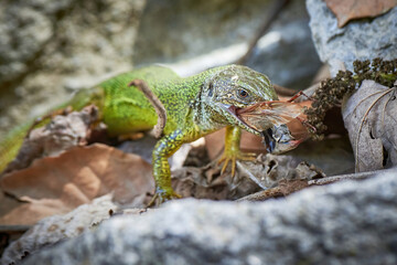 European green lizard (Lacerta viridis) feeding with a Cockchafer beetle (Melolontha melolontha)