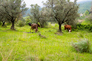 Naklejka na ściany i meble herd of horses grazing