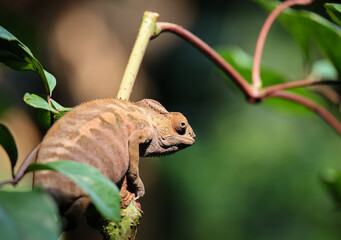 brown chameleon in the jungle