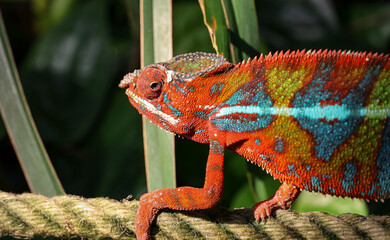chameleon walking on a rope in the jungle © Melerina