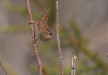 small, cute wren bird hanging on a branch