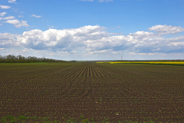 Fototapeta na wymiar Field with young shoots of corn, clouds. HDR image