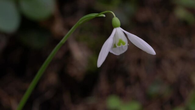 Snowdrop, Herald of Spring in natural ambient (Galanthus nivalis) - (4K)