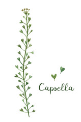 Capsella. Botanical illustration. Healing herbs. Drawn medicinal herbs.
