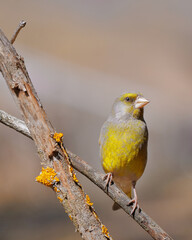 Greenfinch bird close-up on a withered tree branch. bird watching
