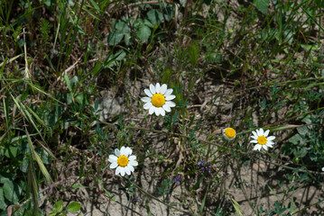 Flowering daisies. Bull's eye daisy, dog daisy vulgare, daisies, ox-eye daisy, common daisy, , moon daisy. Gardening concept
