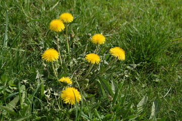 Obraz premium Nature