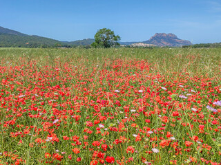 Champ de coquelicots avec un gros chêne, une maisonnette et des collines en arrière plan pour profiter de l'été en couleur