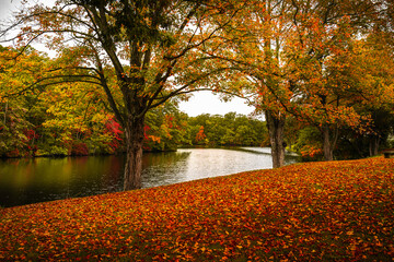 Vibrant colorful autumn lake forest landscape with maple leaves on the slanted lawn hill in New...