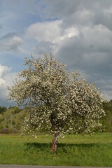 Naklejka premium Nature