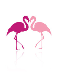 Flamingo silhouette with reflection. Flamingo couple isolated on white background.