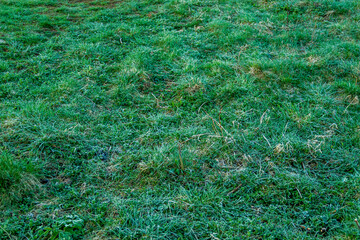 morning frost on green grass