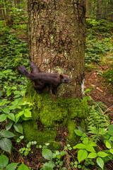 a carpathian squirell in the forest, Skole Beskids National Nature Park, Ukraine
