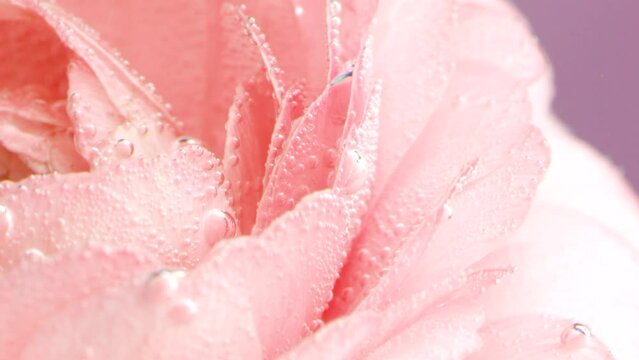 Beautiful opened pink rose bud with its petals covered by tiny air bubbles. Stock footage. Blooming pink rose flower underwater, concept of romance.