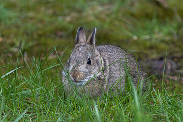 Young Nuttall's Cottontail (Sylvilagus nuttallii)