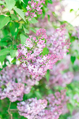 Bright lilac flowers background, verticl image. Natural spring and summer wallpaper.