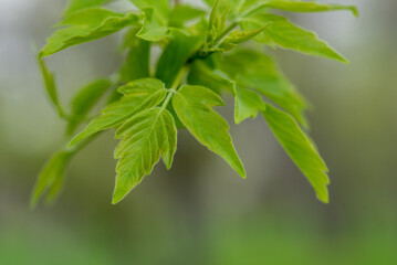 close up of green leaf