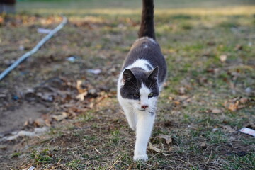 Fototapeta premium Short hair black and white cat
