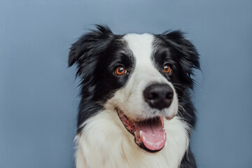 Cute puppy dog border collie with funny face isolated on grey blue background. Cute pet dog. Pet animal life concept