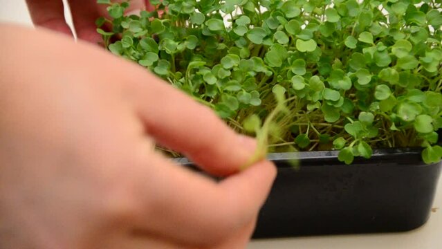 arugula microgreens. Sprouting Microgreens. Seed Germination at home. Vegan and healthy, vitamins eating concept. Sprouted radish Seeds, Micro greens. Growing sprouts. Green living. Organic food.