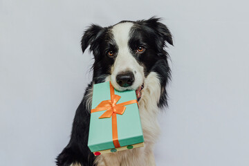 Puppy dog border collie holding green gift box in mouth isolated on white background. Christmas New Year Birthday Valentine celebration present concept. Pet dog on holiday day gives gift. I'm sorry
