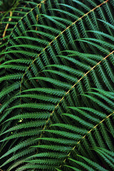 Foliage of tropical leaf texture, abstract pattern nature background.