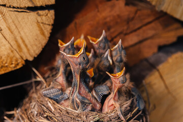 Thrush nest. Bird's nest in the woodshed. Newborn chicks blackbird. Hungry chicks look up and open...