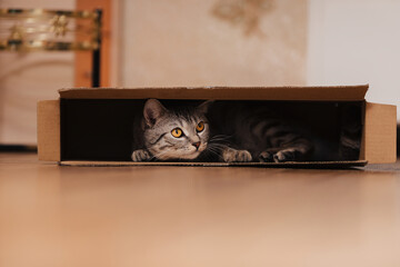 A black and white tabby cat climbed into a cardboard box on the floor and frolicked inside it.