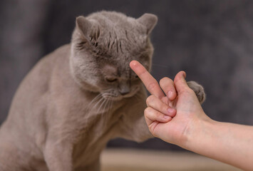 A man shows the middle finger of his hand to a pet. The cat put its paw on the owner's hand.