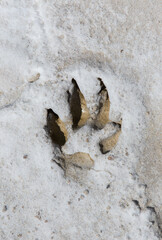 a close-up with a fox trail on the mud