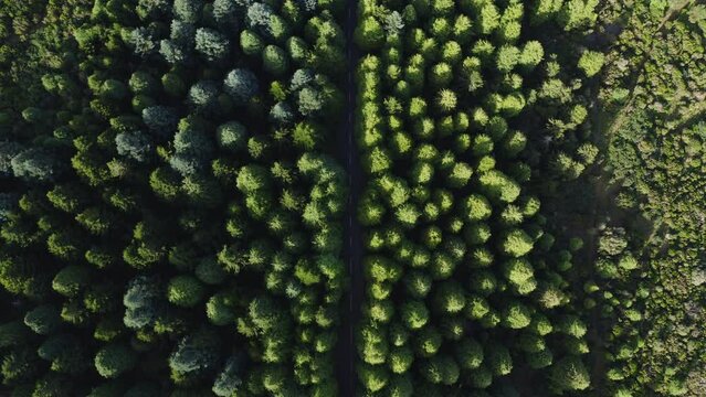 Trees street 2