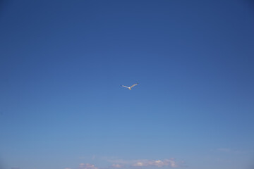 Seagull fly in the blue sky