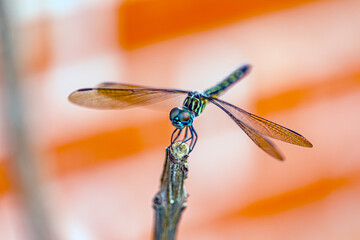 dragonfly on a branch - Powered by Adobe