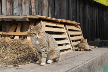 Two cats, sitting cat and lying cat in rural environment and wooden house for cats
