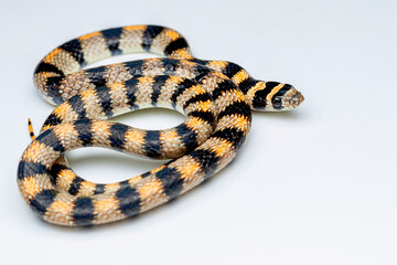 thomas racer snake pseudalsophis thomasi, or Thompson's racer, a species of snake in the family Colubridae