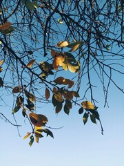 autumn leaves on the sky - 505247661