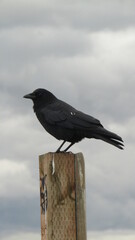 crow